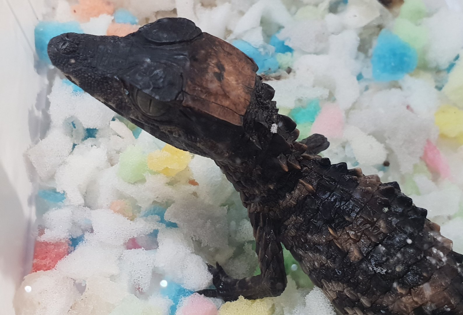 Paleosuchus trigonatus