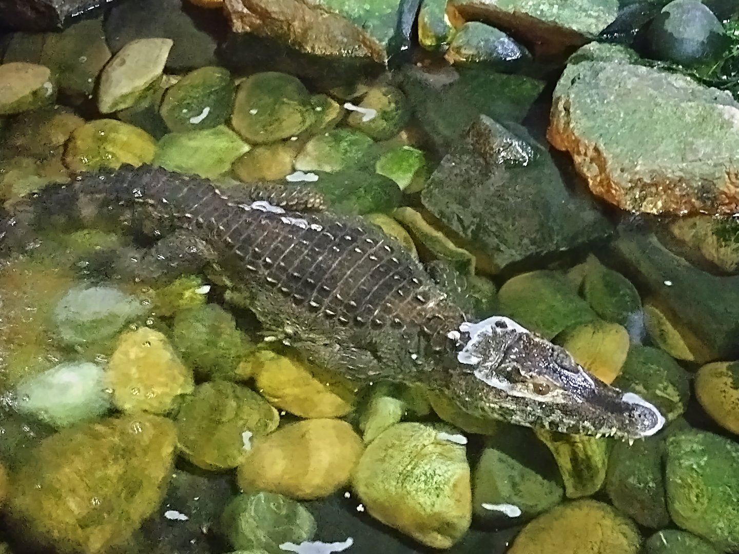 Paleosuchus trigonatus