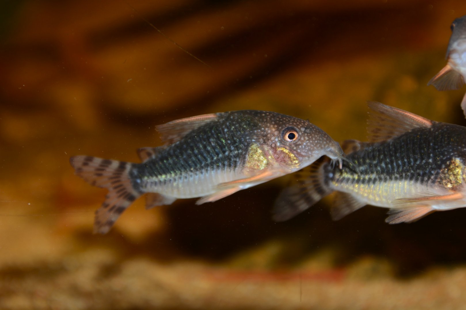Palespotted corydoras (Hoplisoma gossei)