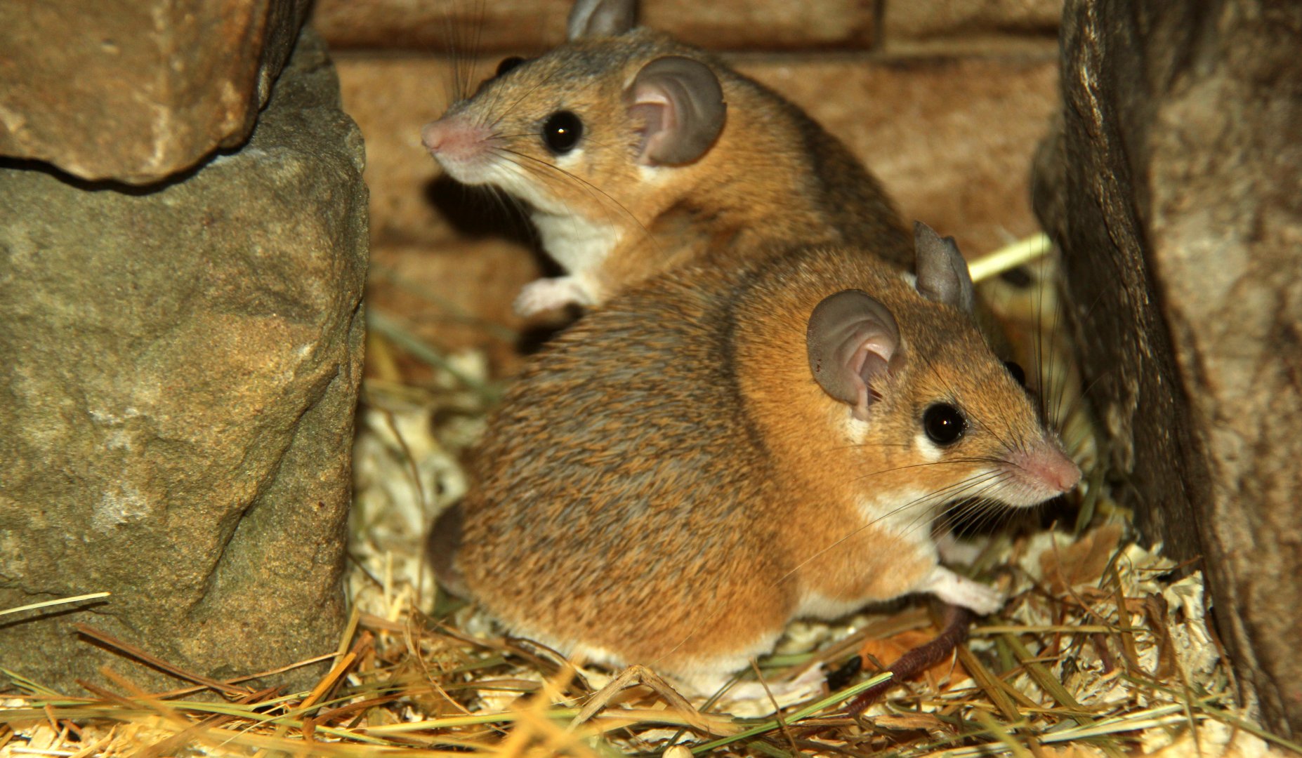 Palestina spiny mouse (Acomys dimidiatus dimidiatus)