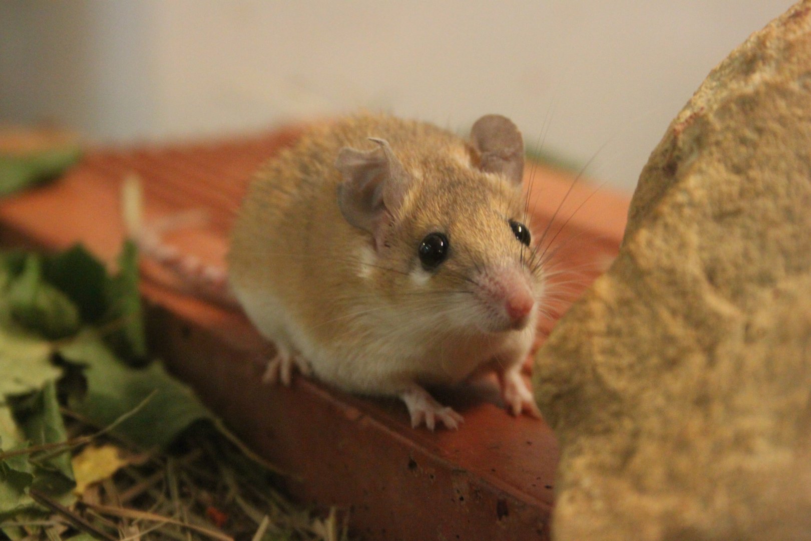 Palestina Spiny Mouse (Acomys dimidiatus dimidiatus)