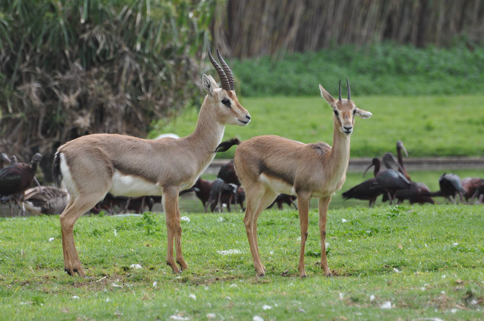 Palestine gazelle/ Gazella gazella gazella
