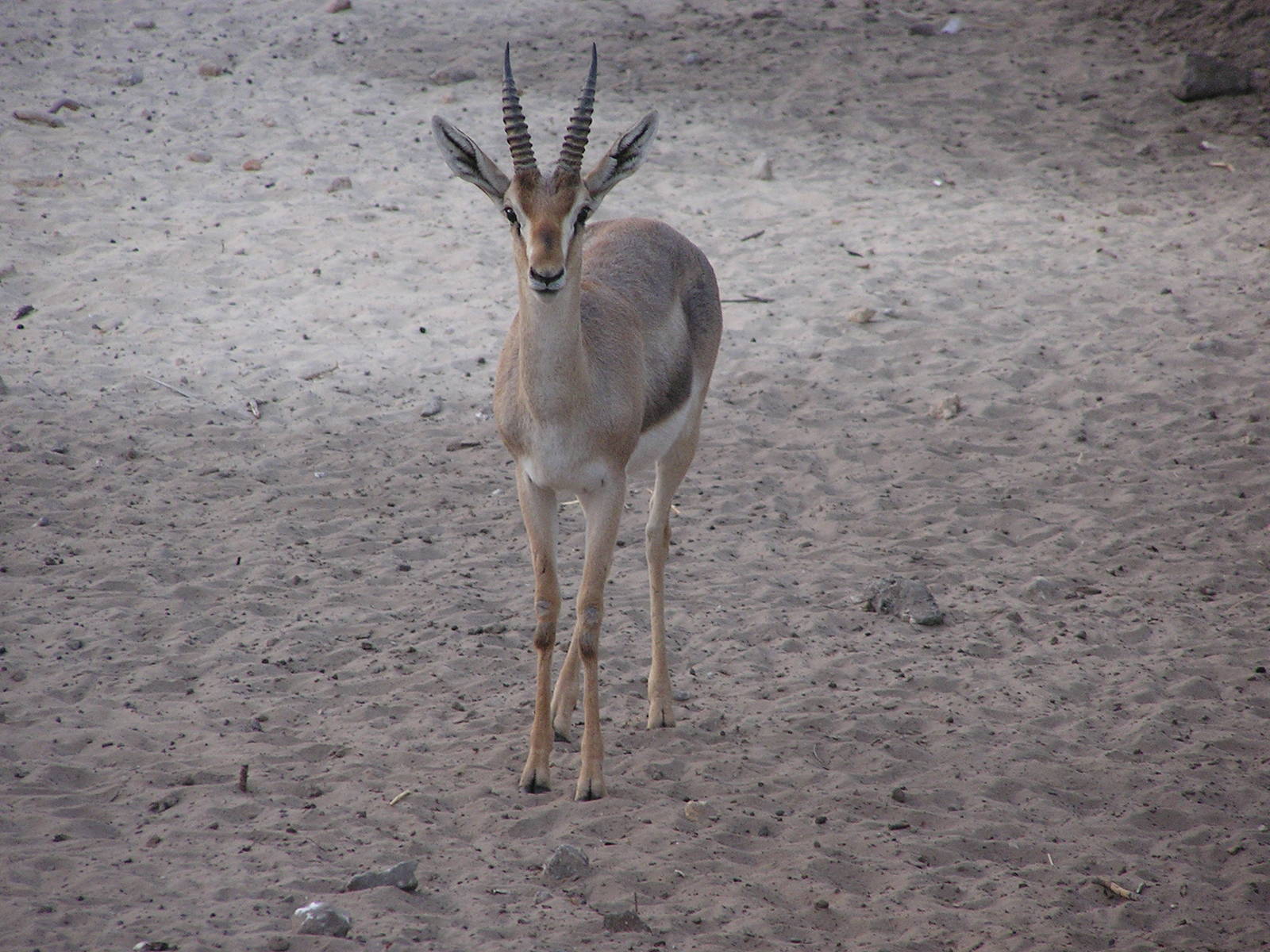 Palestine gazelle/ Gazella gazella gazella