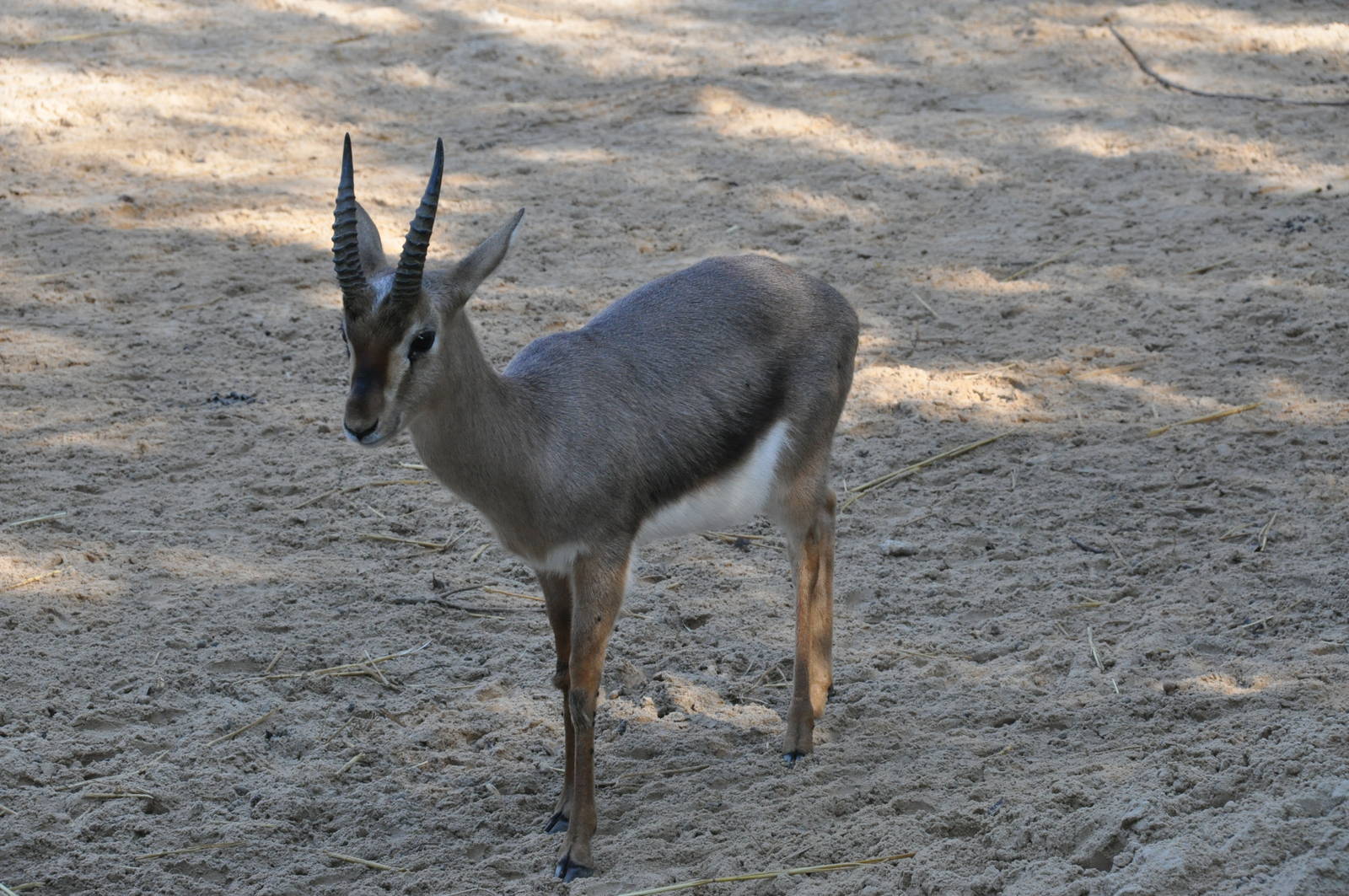 Palestine gazelle/ Gazella gazella gazella