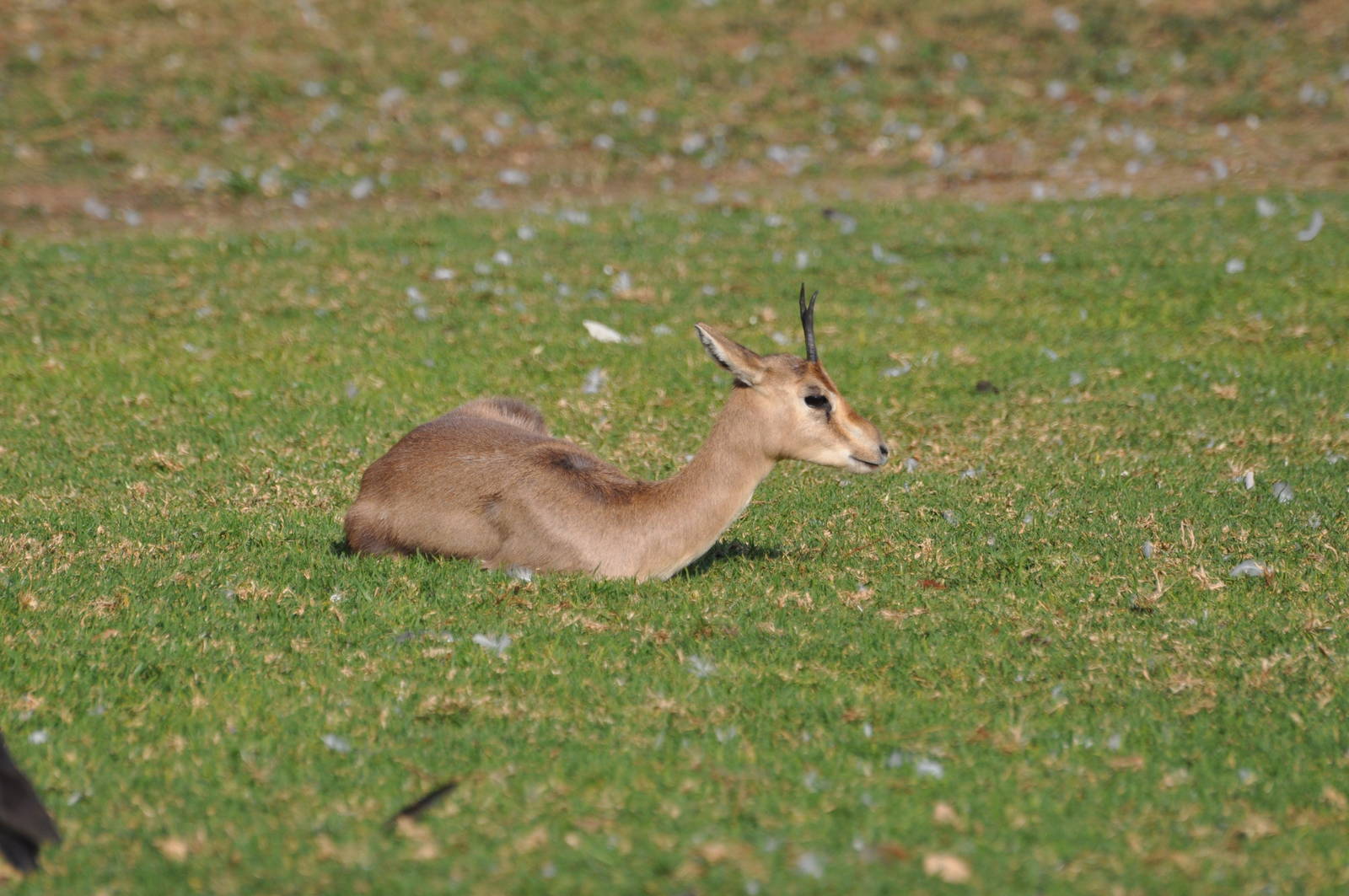 Palestine gazelle/ Gazella gazella gazella