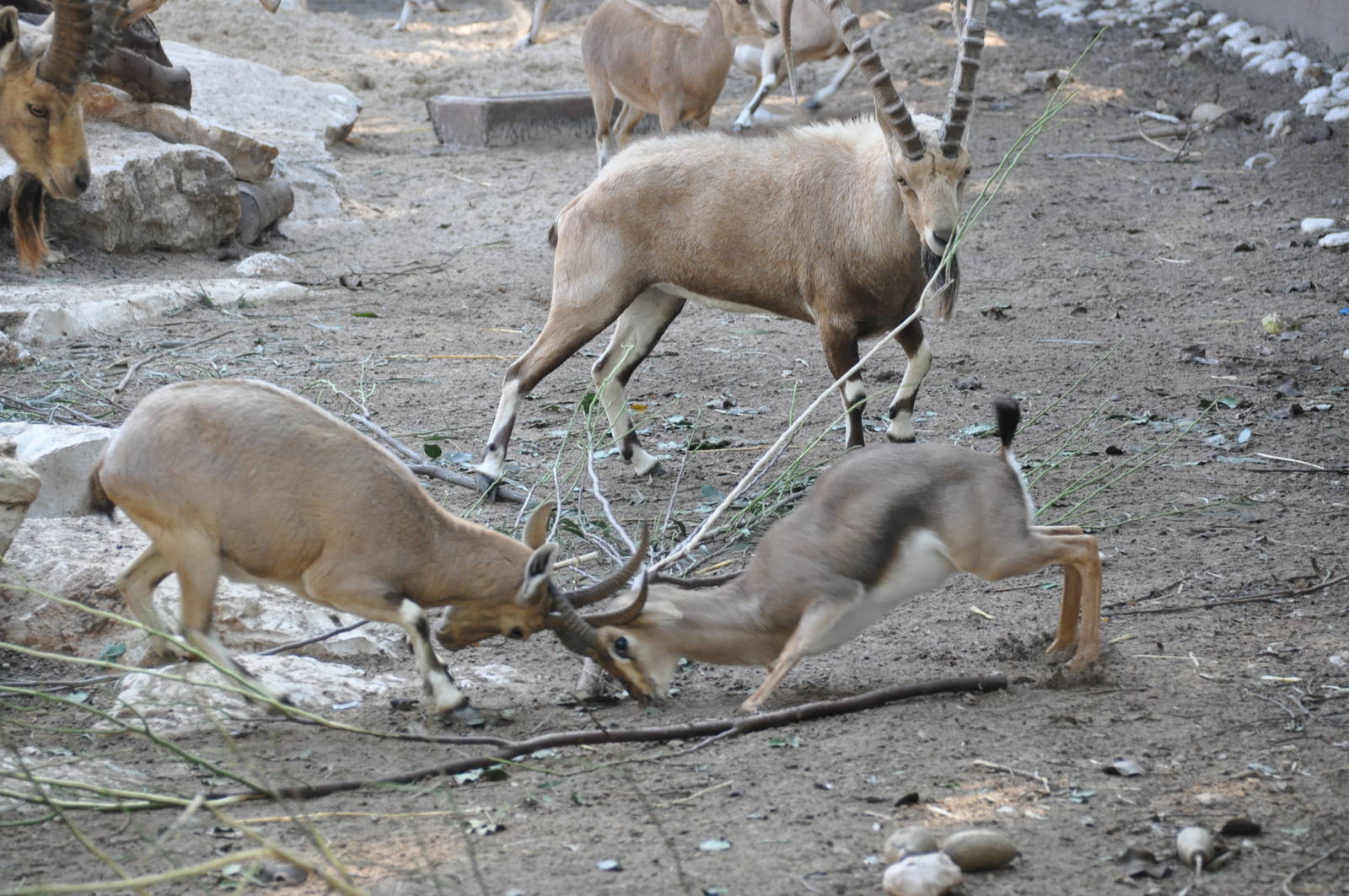Palestine gazelle VS Nubian ibex