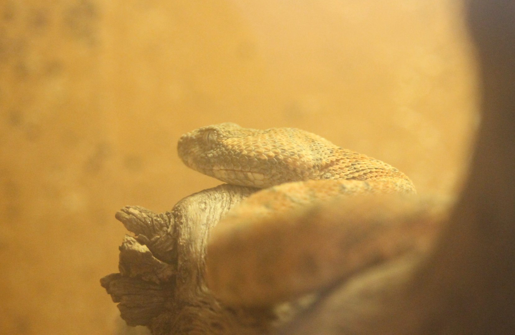 Palestine saw-scaled viper (Echis coloratus)