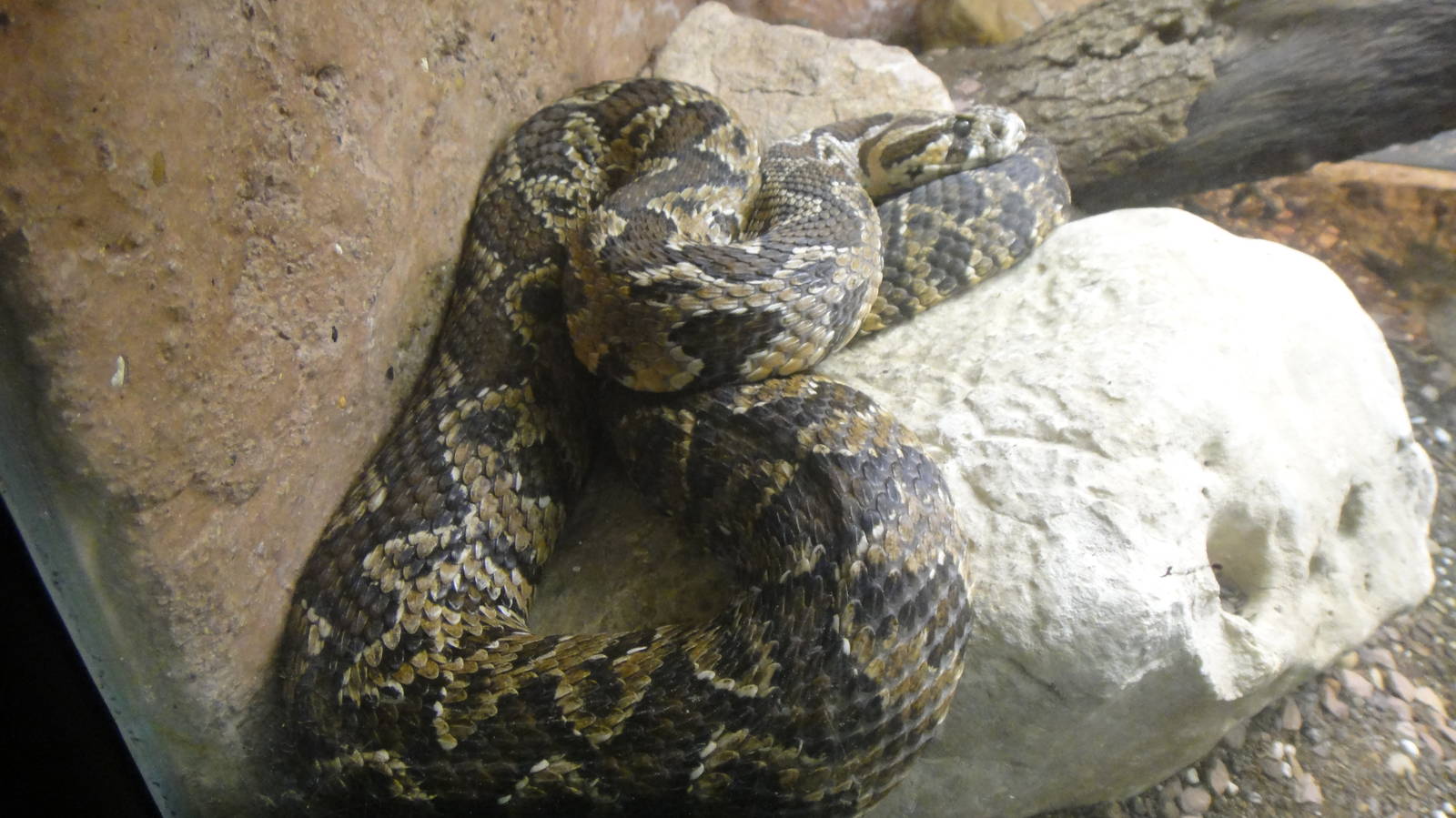 Palestine Viper at Dallas zoo 2015-03-12