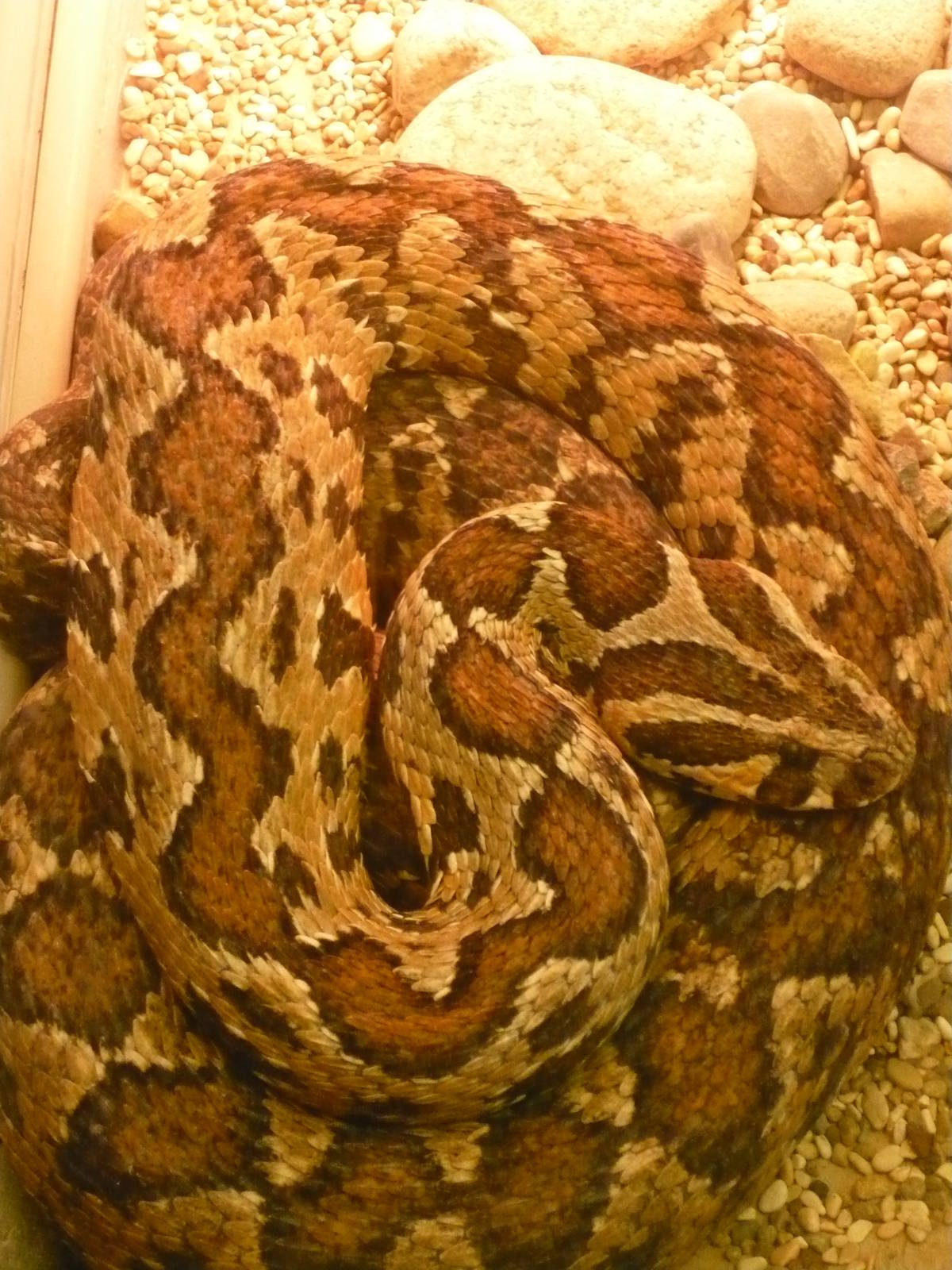 Palestine viper (Daboia palaestinae)