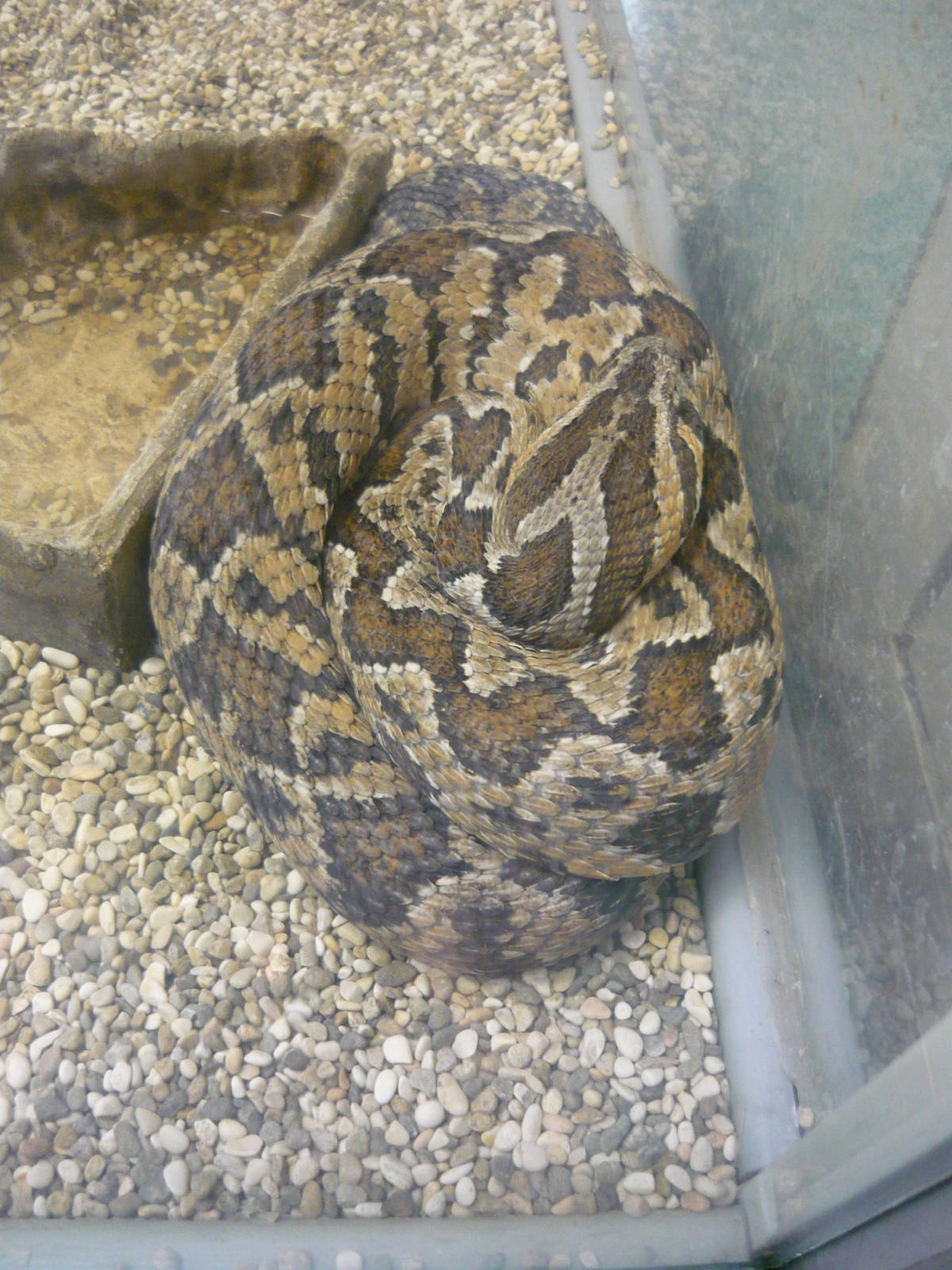 Palestine viper (Daboia palaestinae)