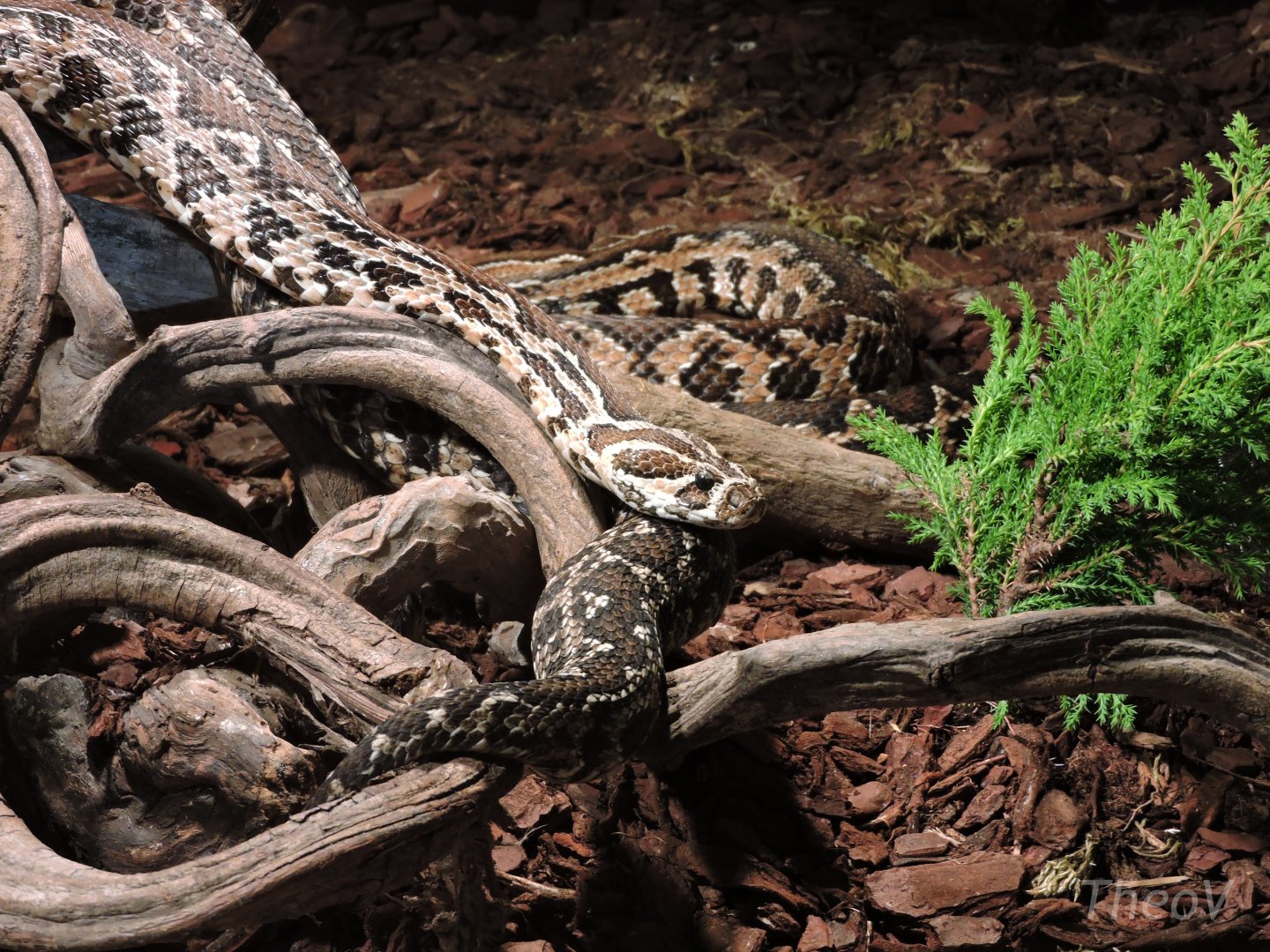 Palestine viper - Objectif Reptiles Exposition [2015]