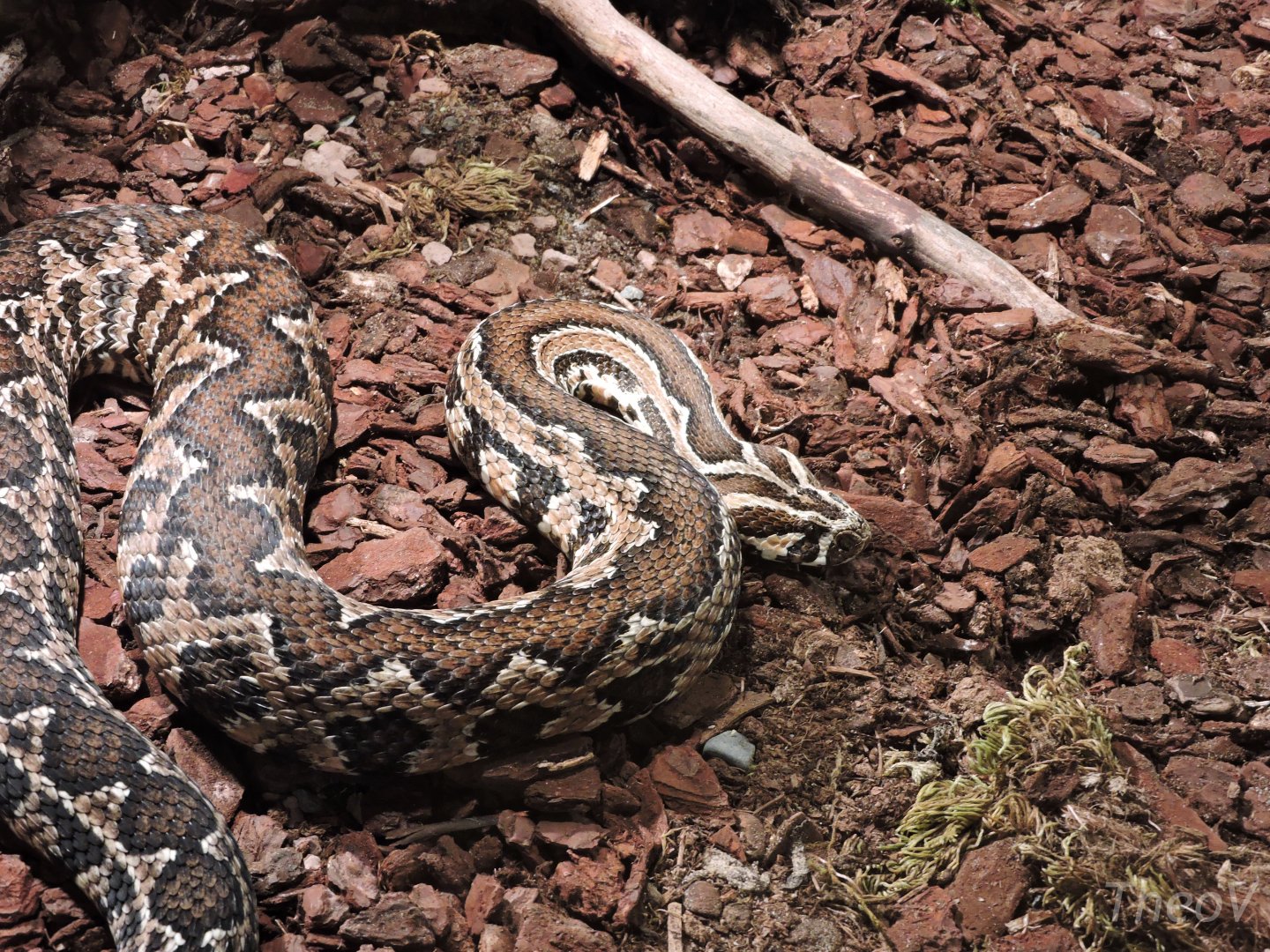 Palestine viper - Objectif Reptiles Exposition [2015]