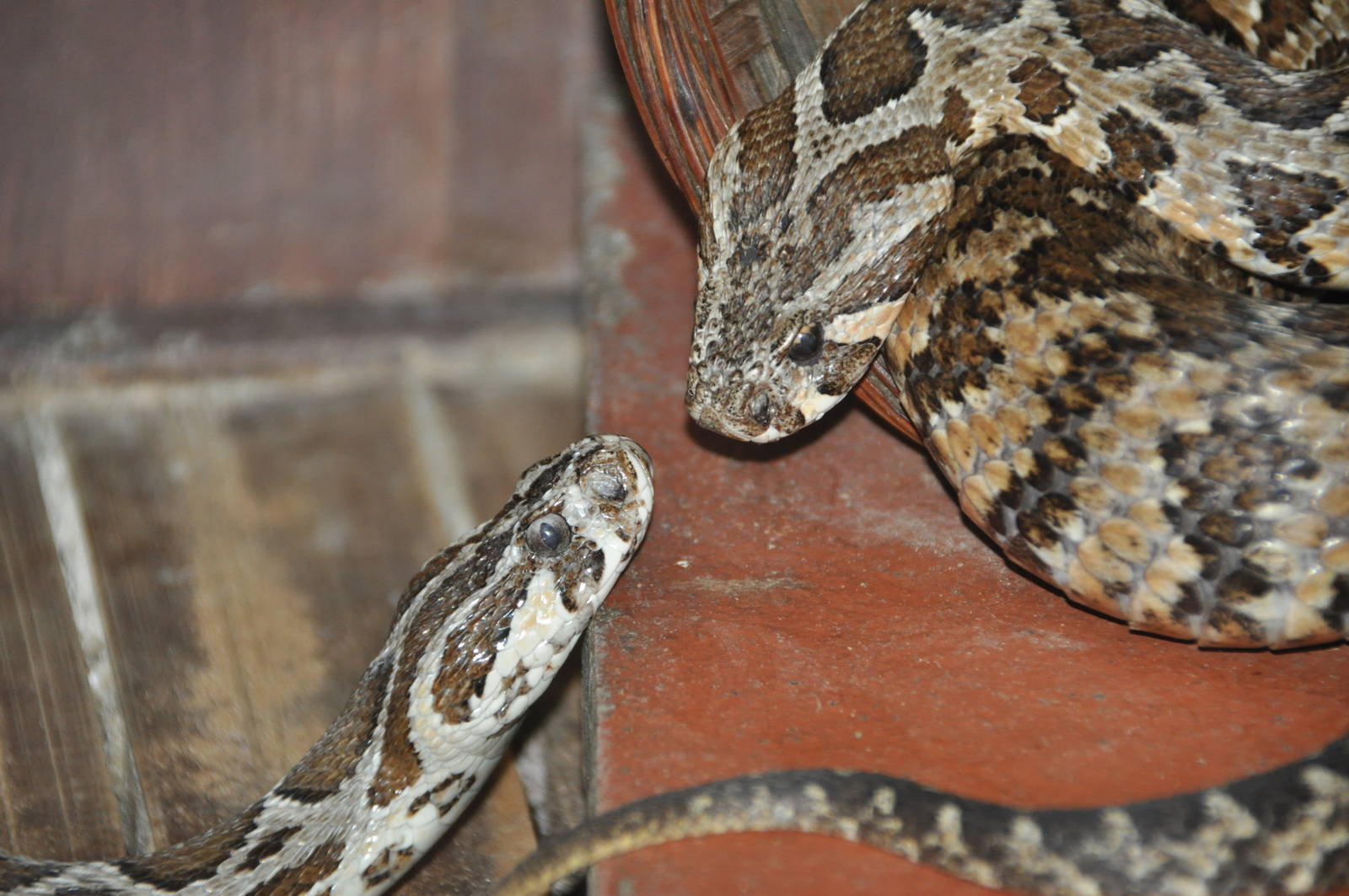 Palestine viper/ Vipera palaestinae