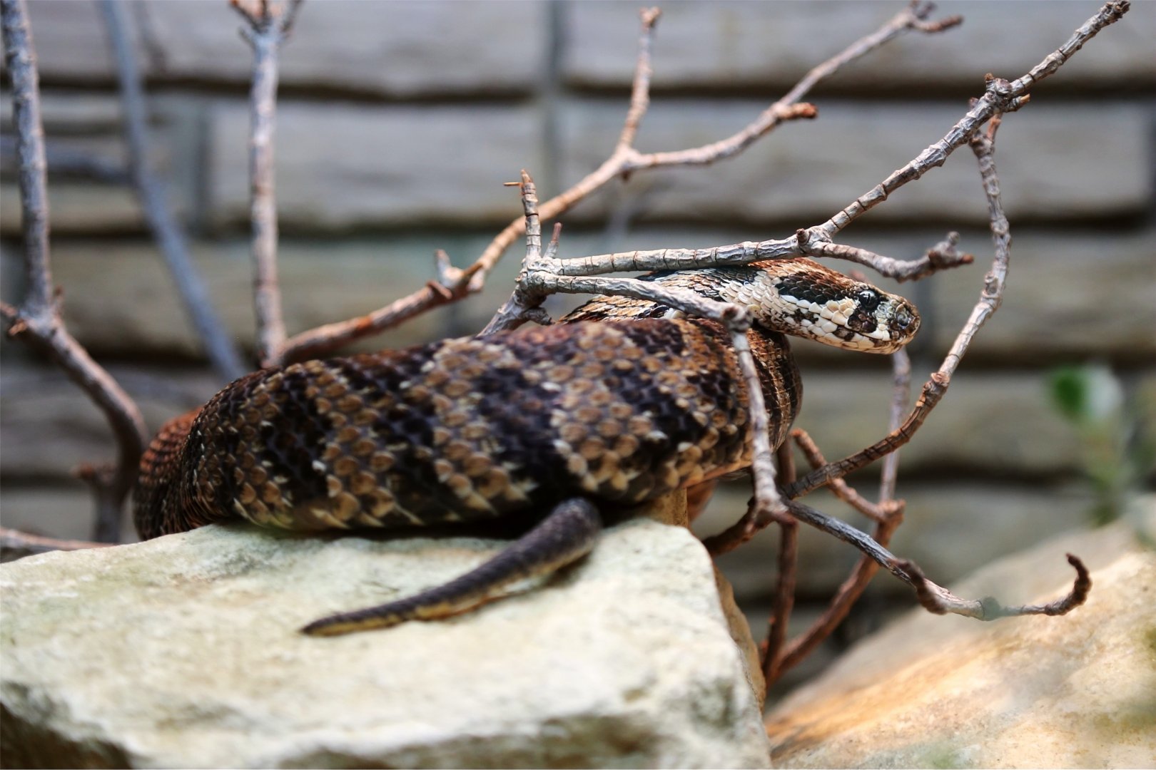 Palestine Viper (Vipera palaestinae)
