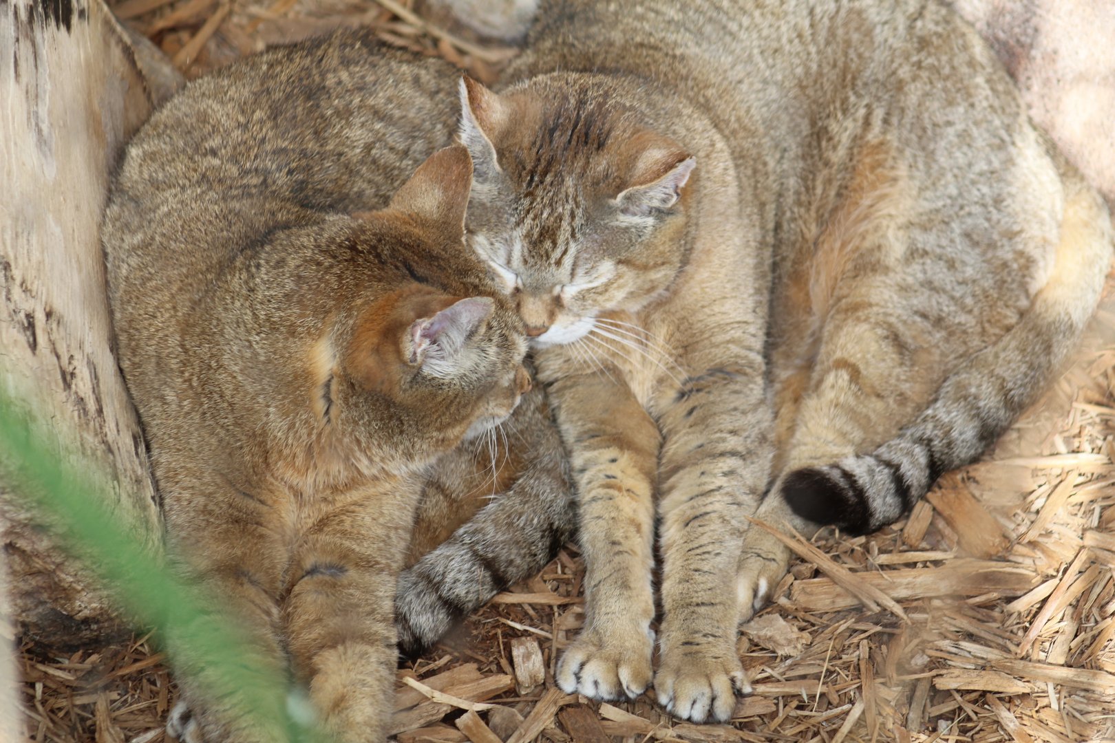 Palestinian Wildcats