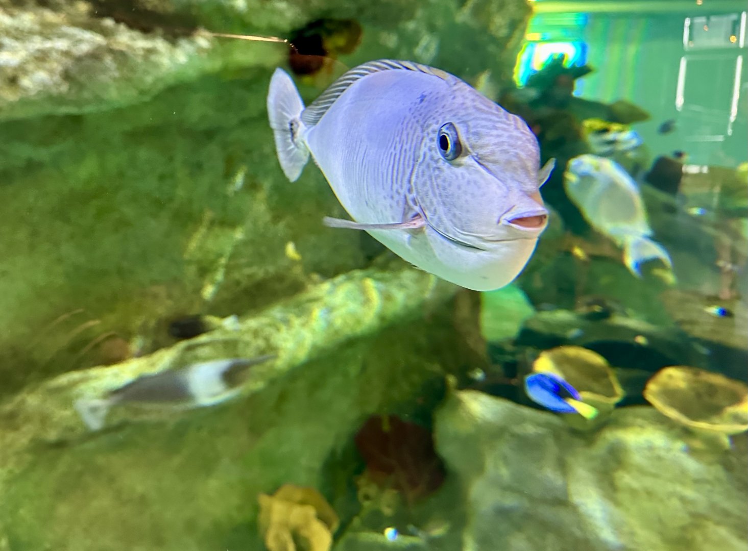 Paletail unicornfish (Naso brevirostris)