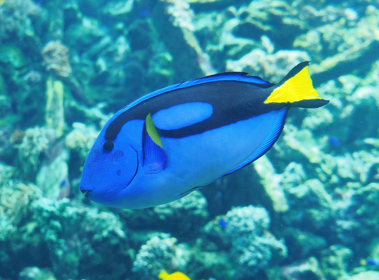 Palette surgeonfish (Paracanthurus hepatus), 2022-10-29