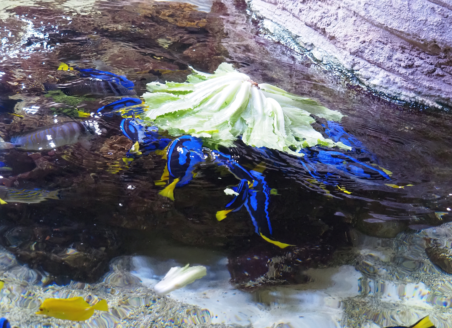 Palette surgeonfish (Paracanthurus hepatus) feeding on floating lettuce, 2023-05-15