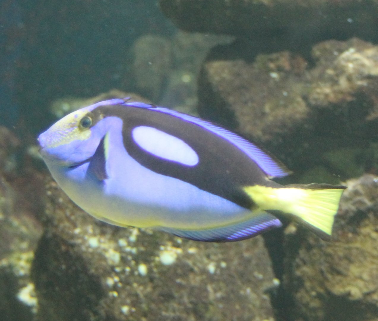 Palette surgeonfish - Paracanthurus hepatus