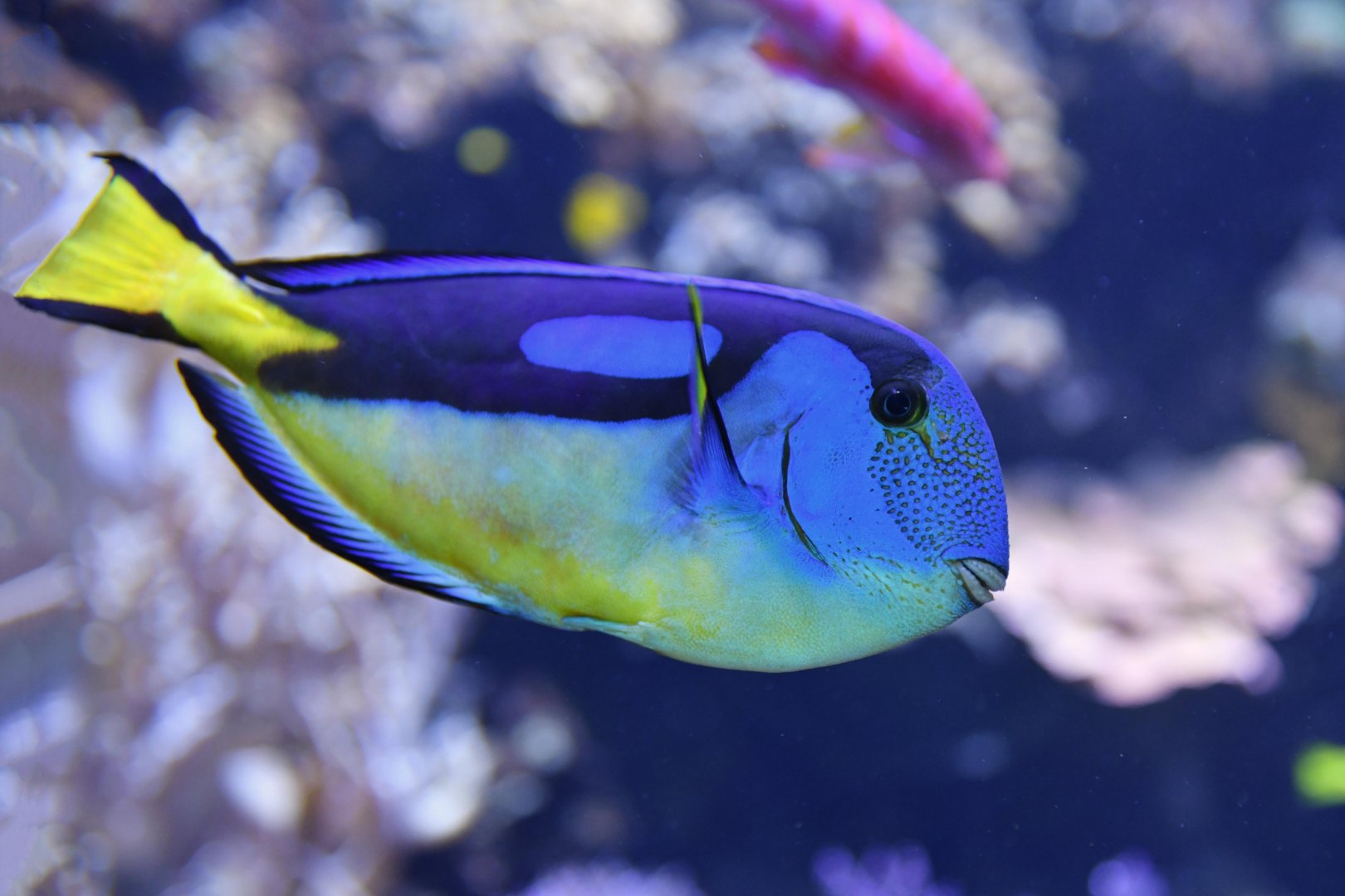 Palette surgeonfish (Paracanthurus hepatus)