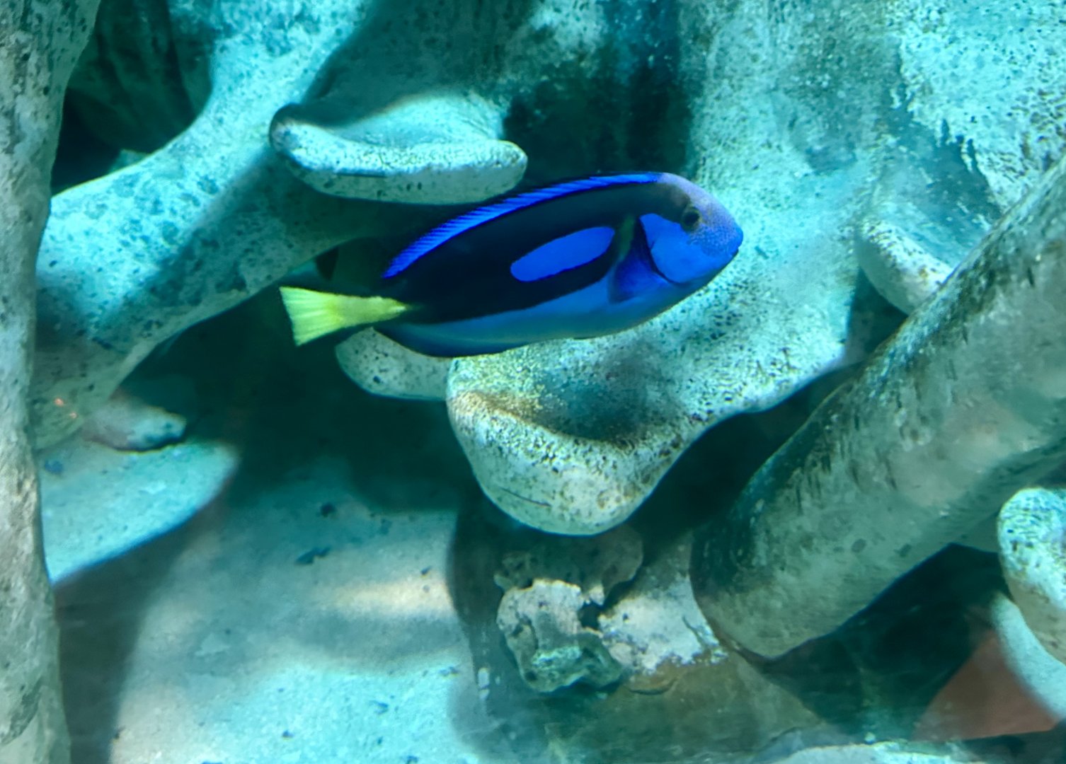 Palette surgeonfish (Paracanthurus hepatus)