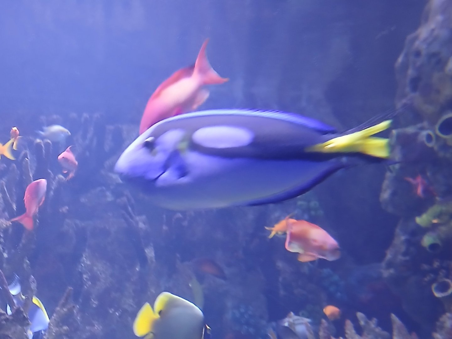 Palette Surgeonfish - Seen Jan 29 2025