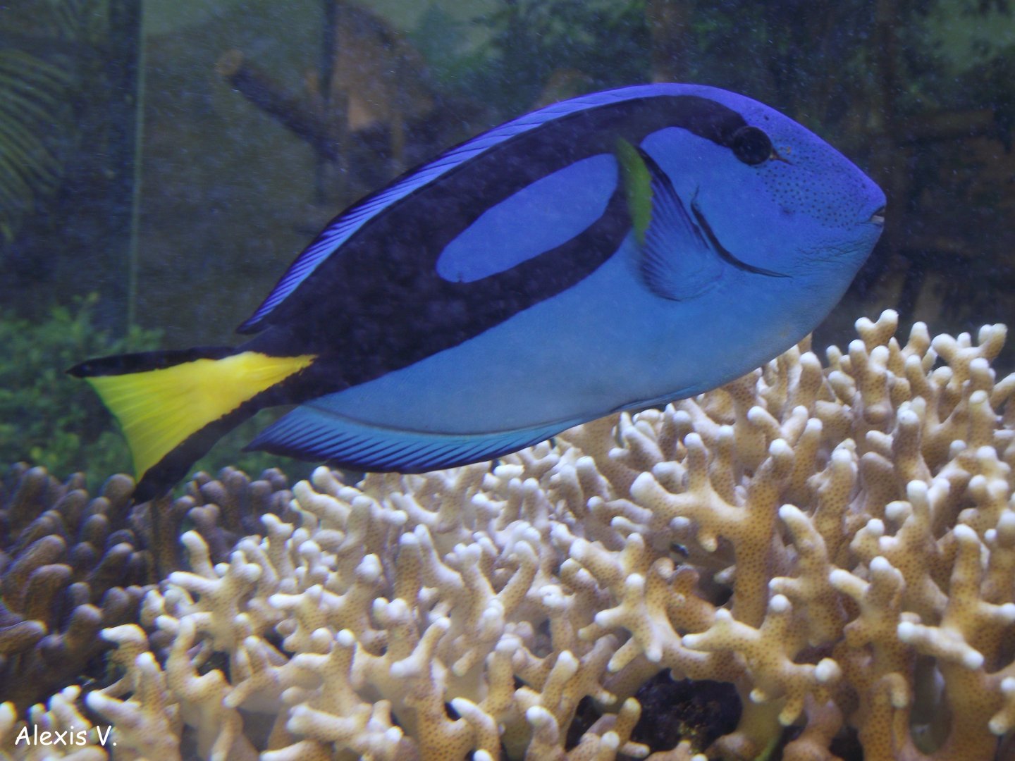 Palette Surgeonfish - Zooparc de Beauval - 08/2017