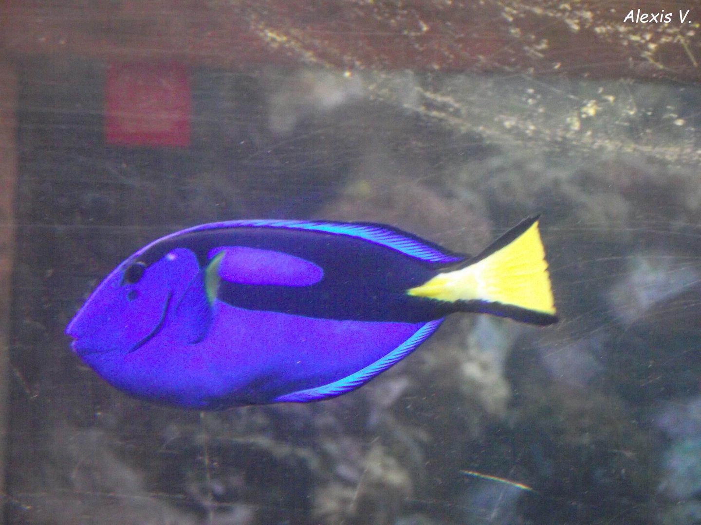 Palette Surgeonfish - Zooparc de Beauval - 08/2020