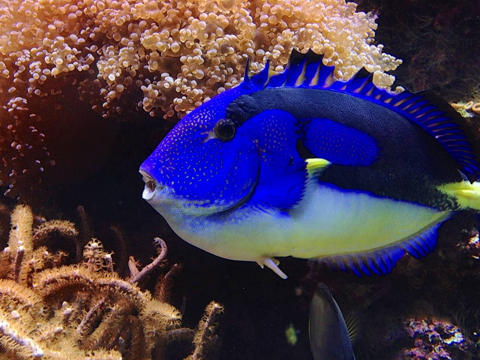 Palette Surgeonfish