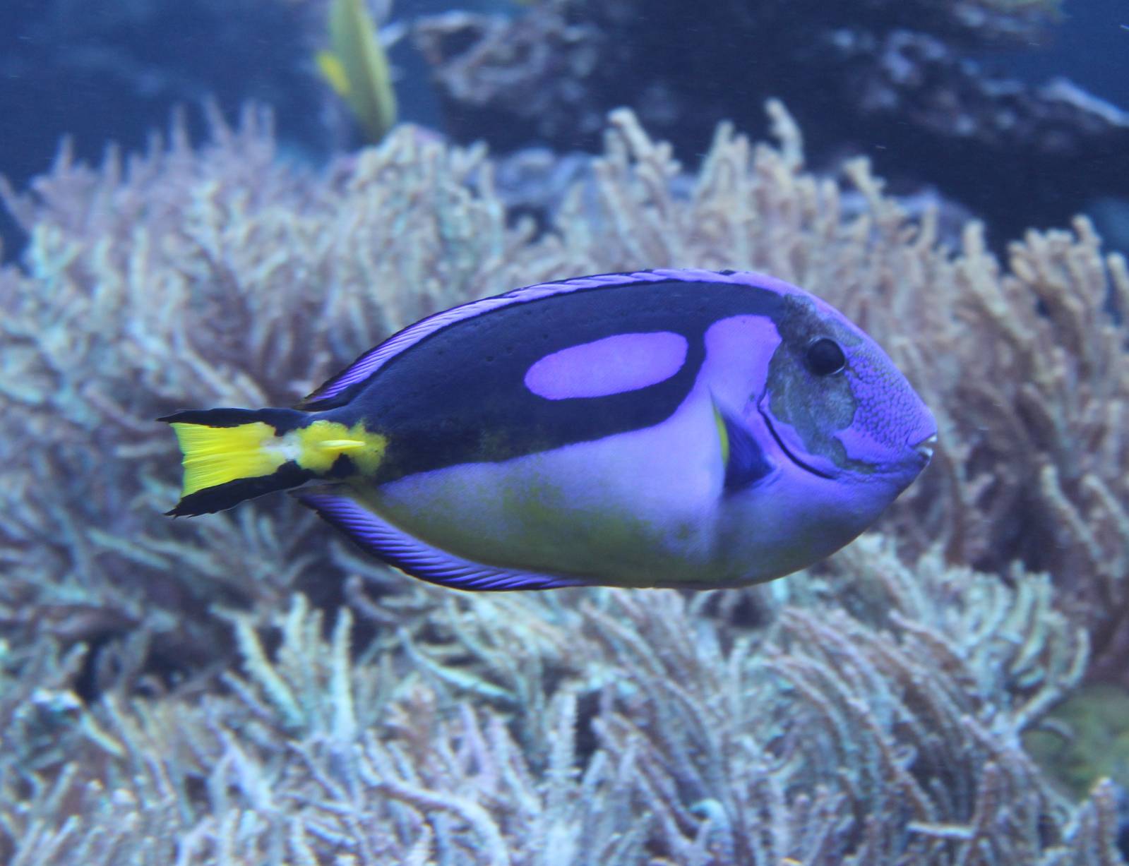 Palette surgeonfish