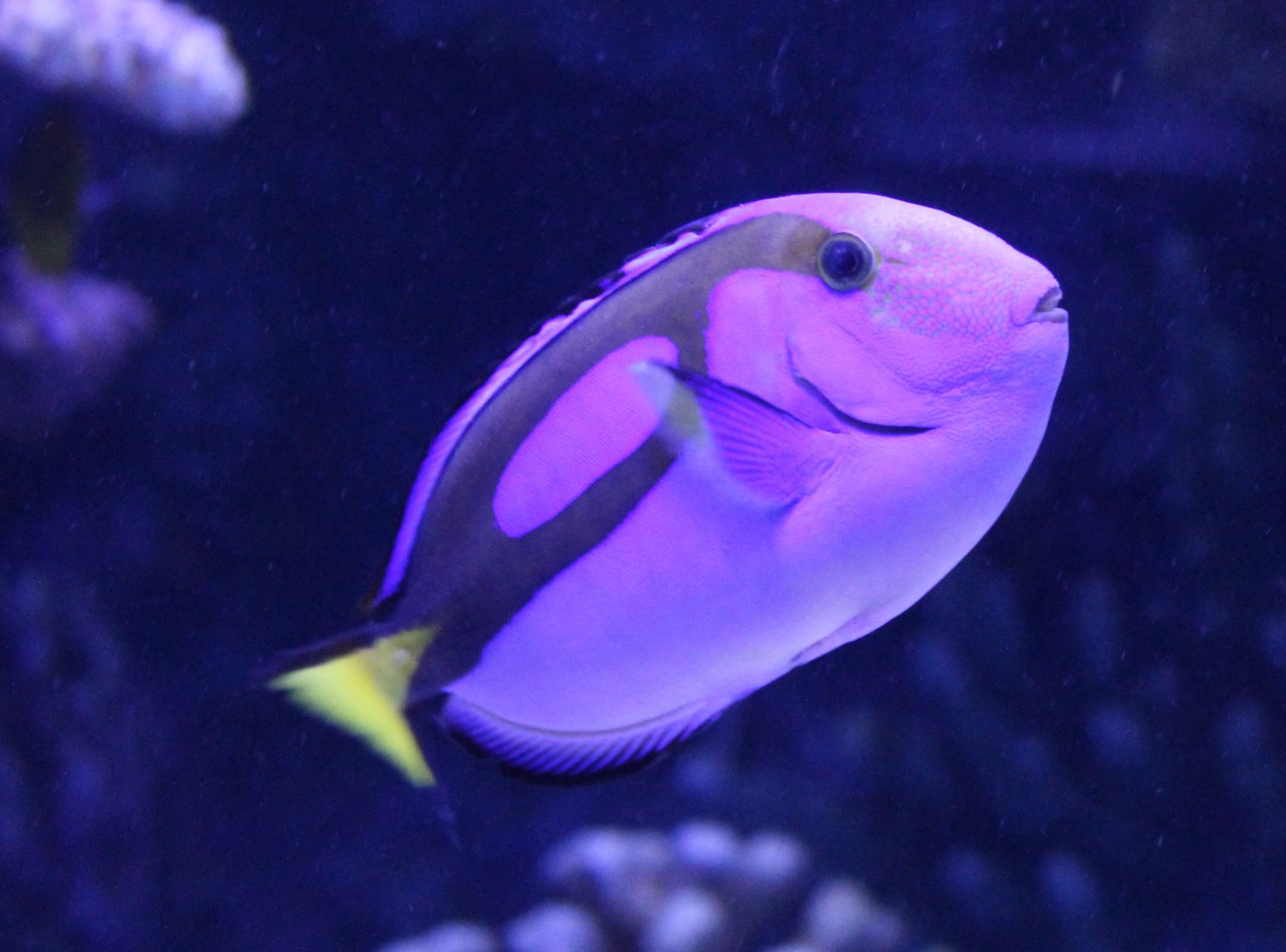 Palette surgeonfish