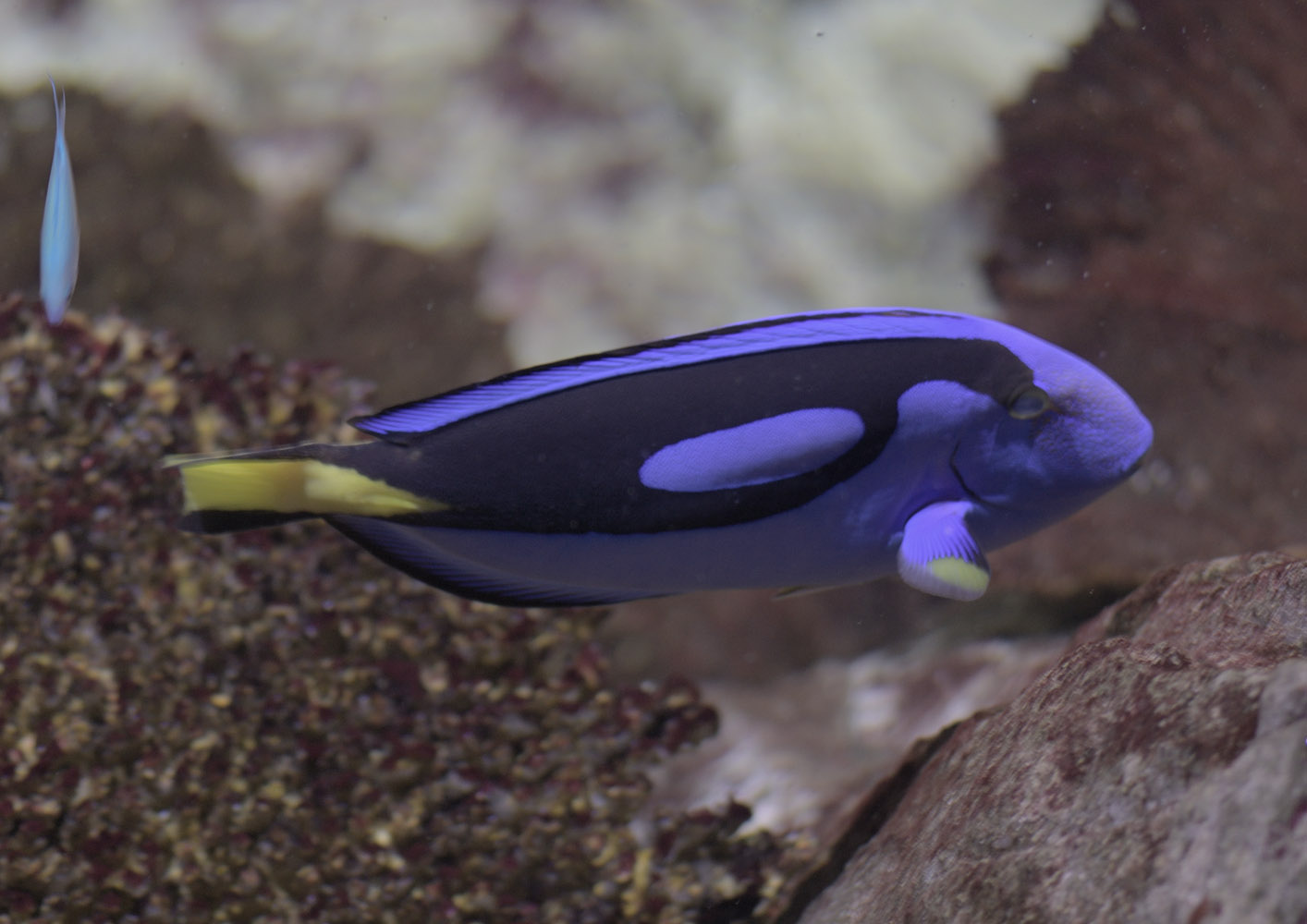 Palette surgeonfish