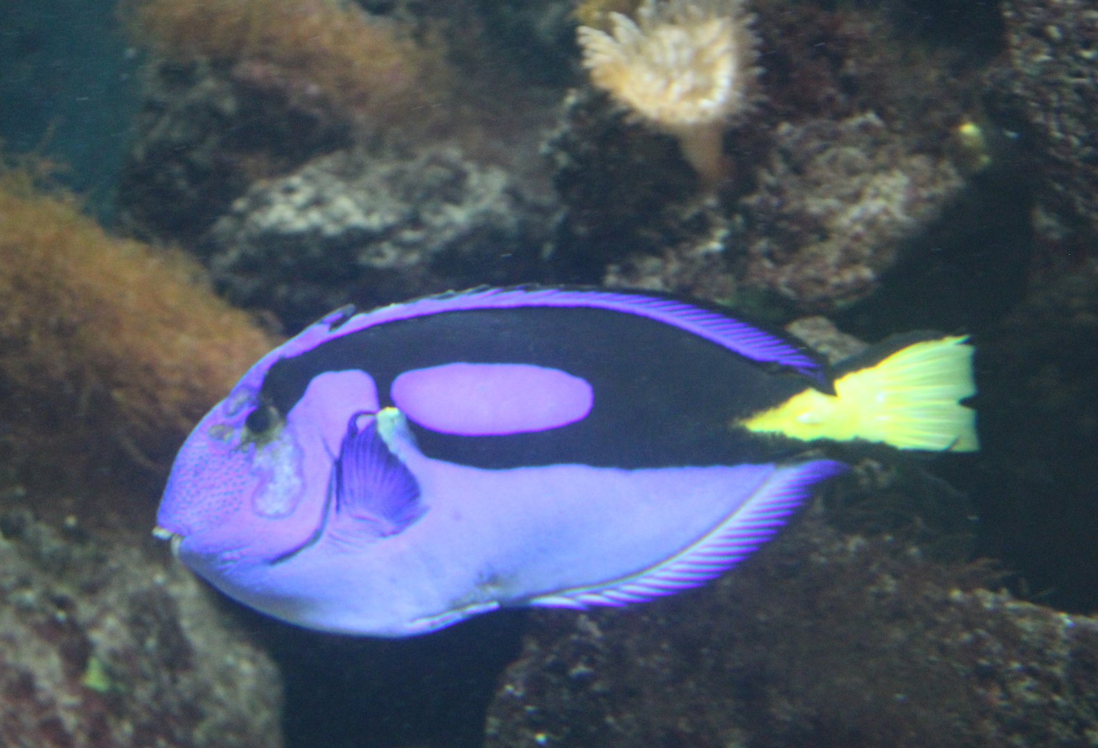Palette surgeonfish
