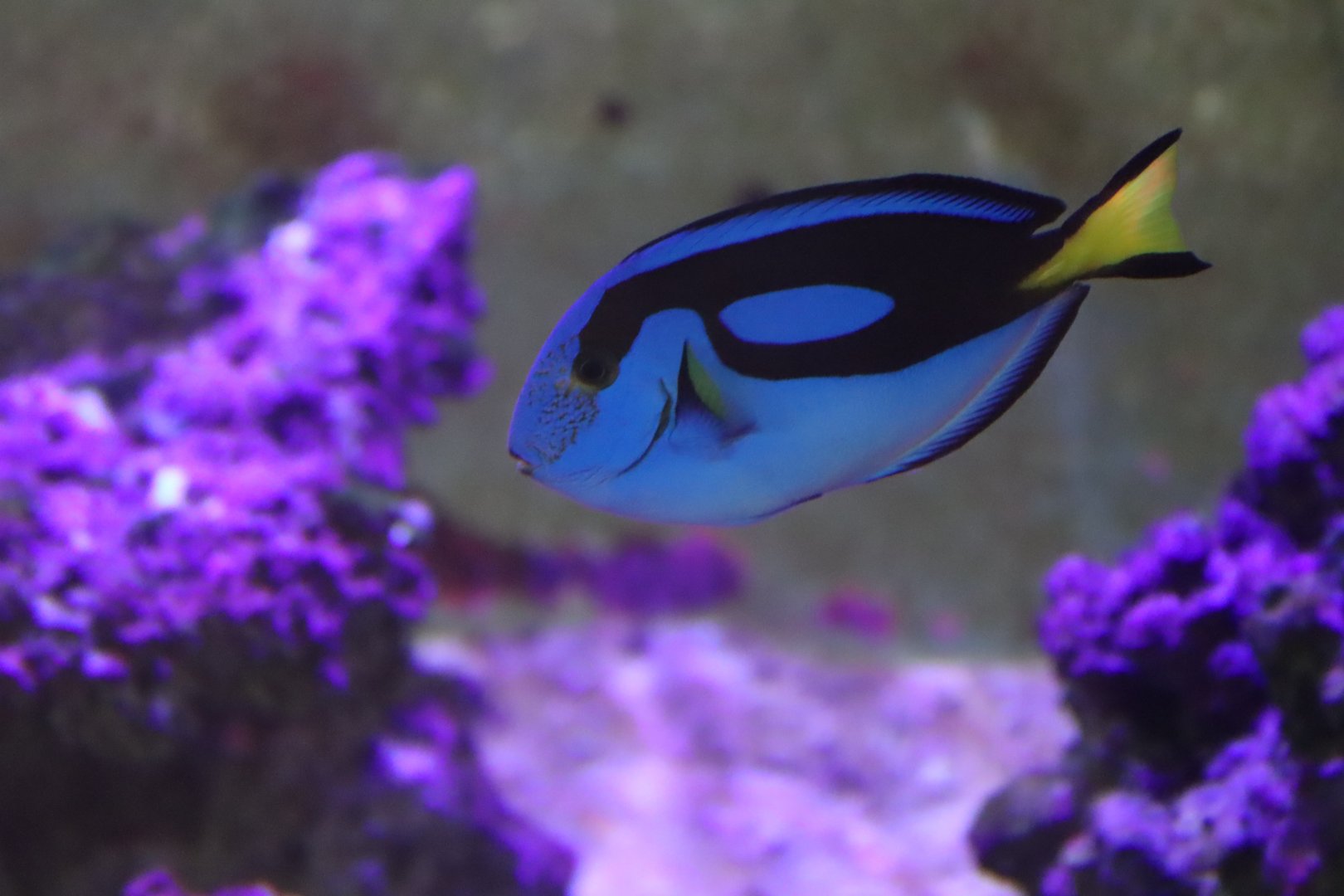 Palette Surgeonfish