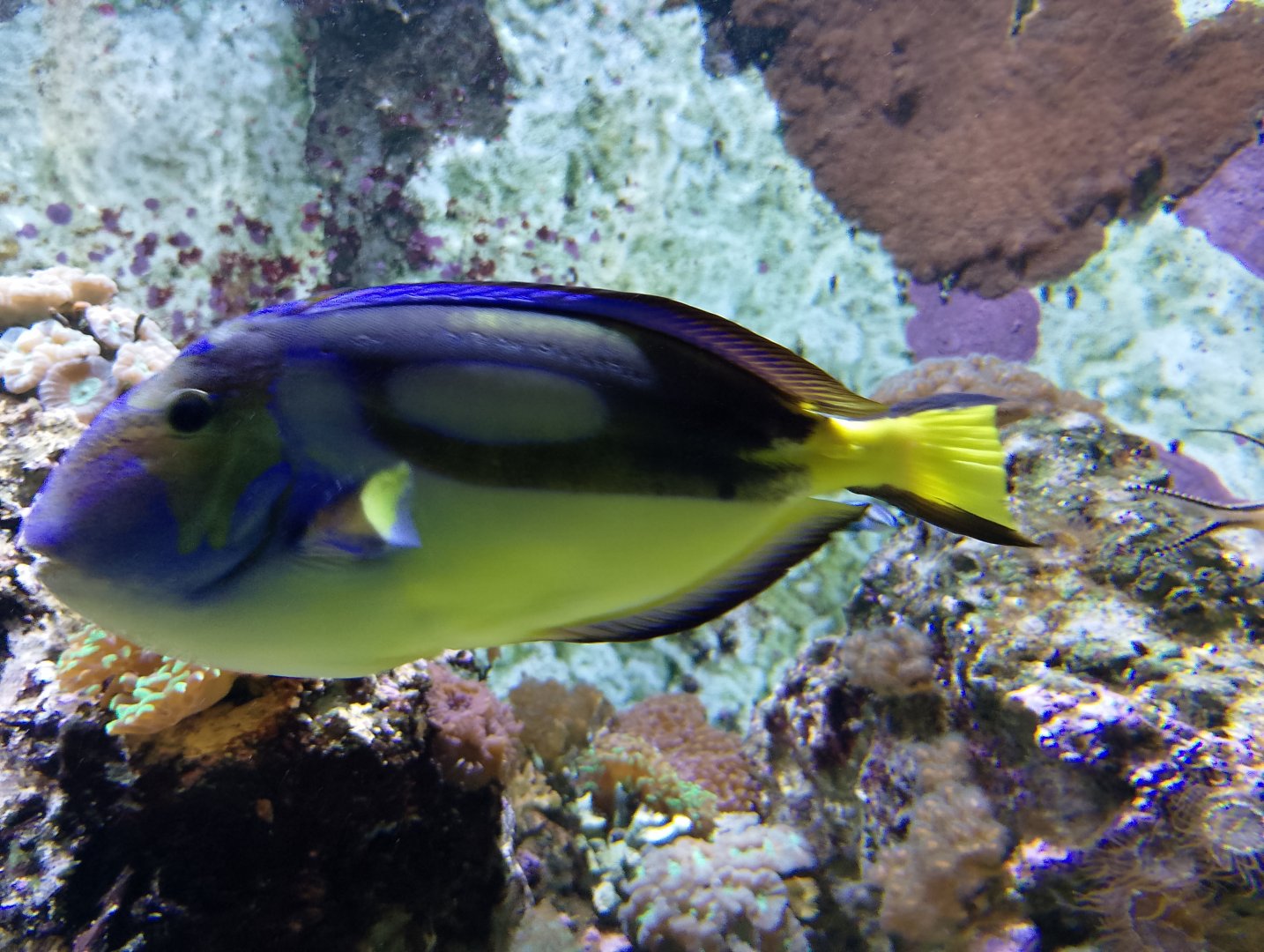 Palette surgeonfish