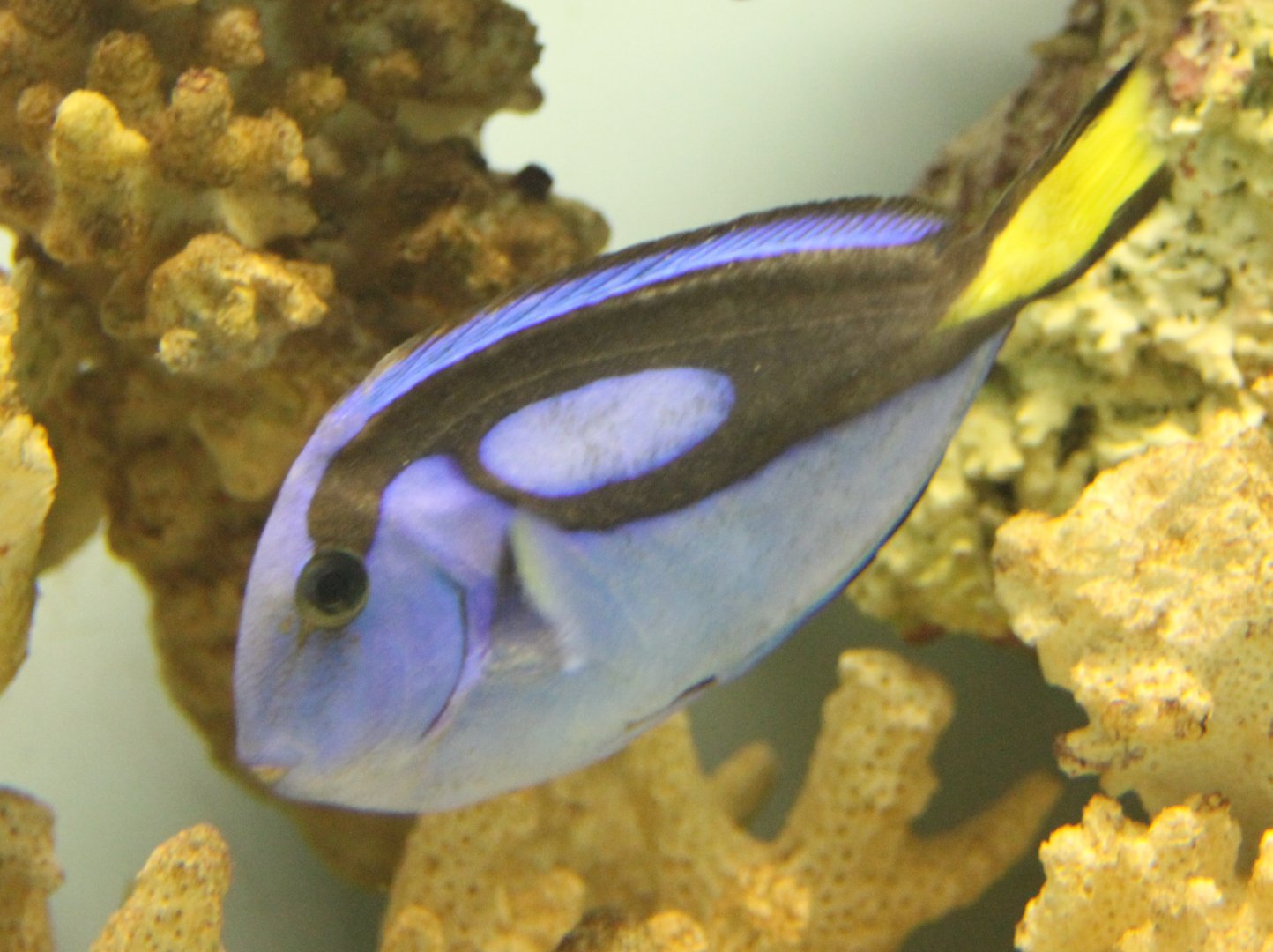 Palette tang - Paracanthurus hepatus