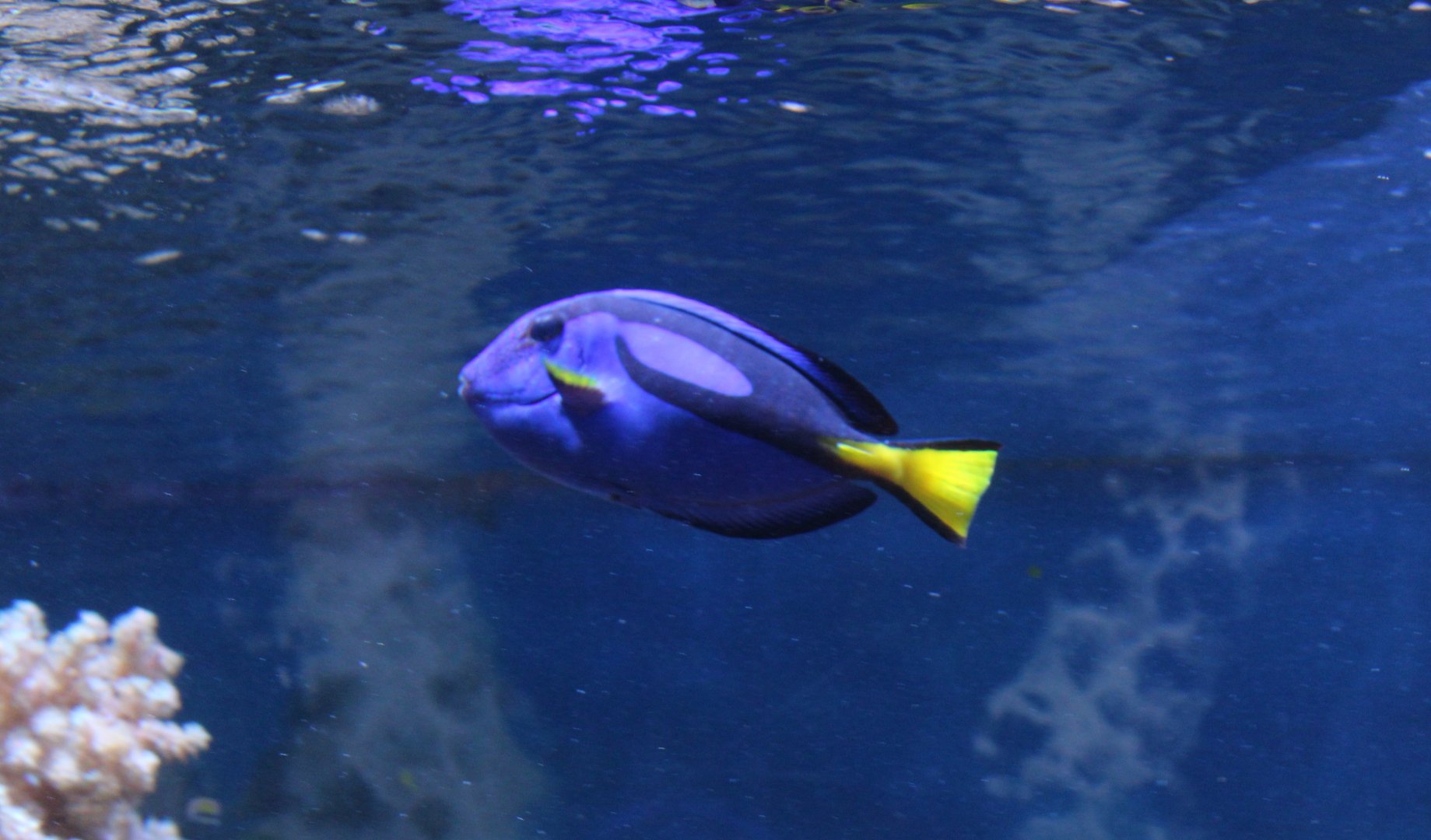 Palette tang - Paracanthurus hepatus