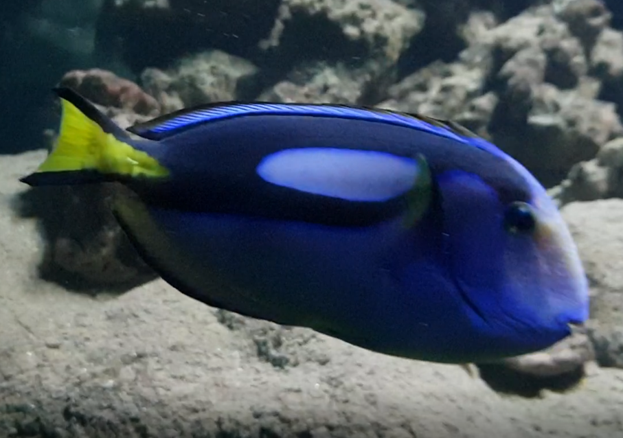 Palette tang - Paracanturus hepatus