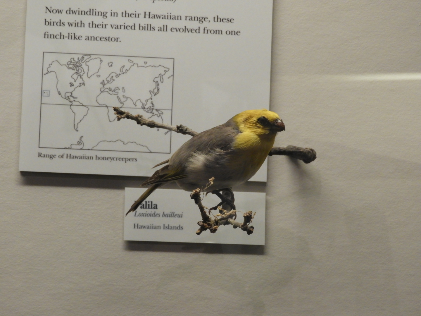 Palila (Loxioides bailleui) taxidermy specimen