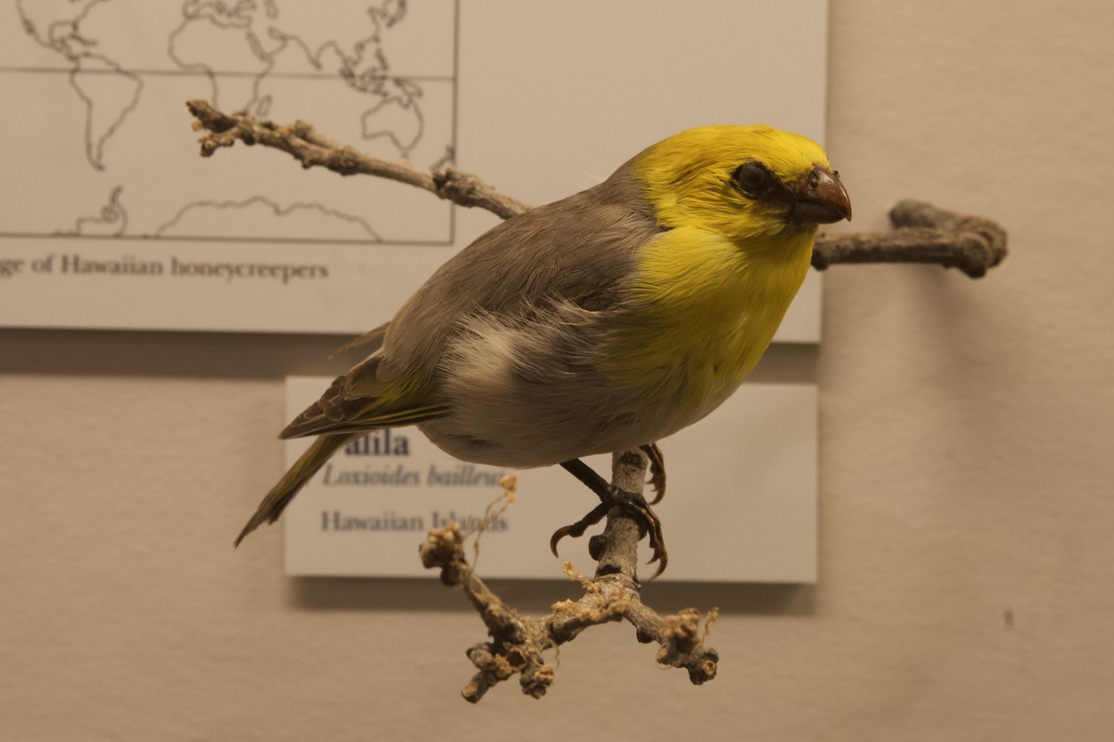 Palila/ Loxioides bailleui