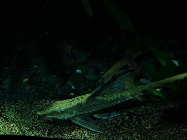 Palito (Sturisomatichthys aureus)