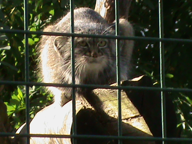 pallas cat 050910