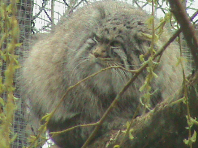 pallas' cat 060311