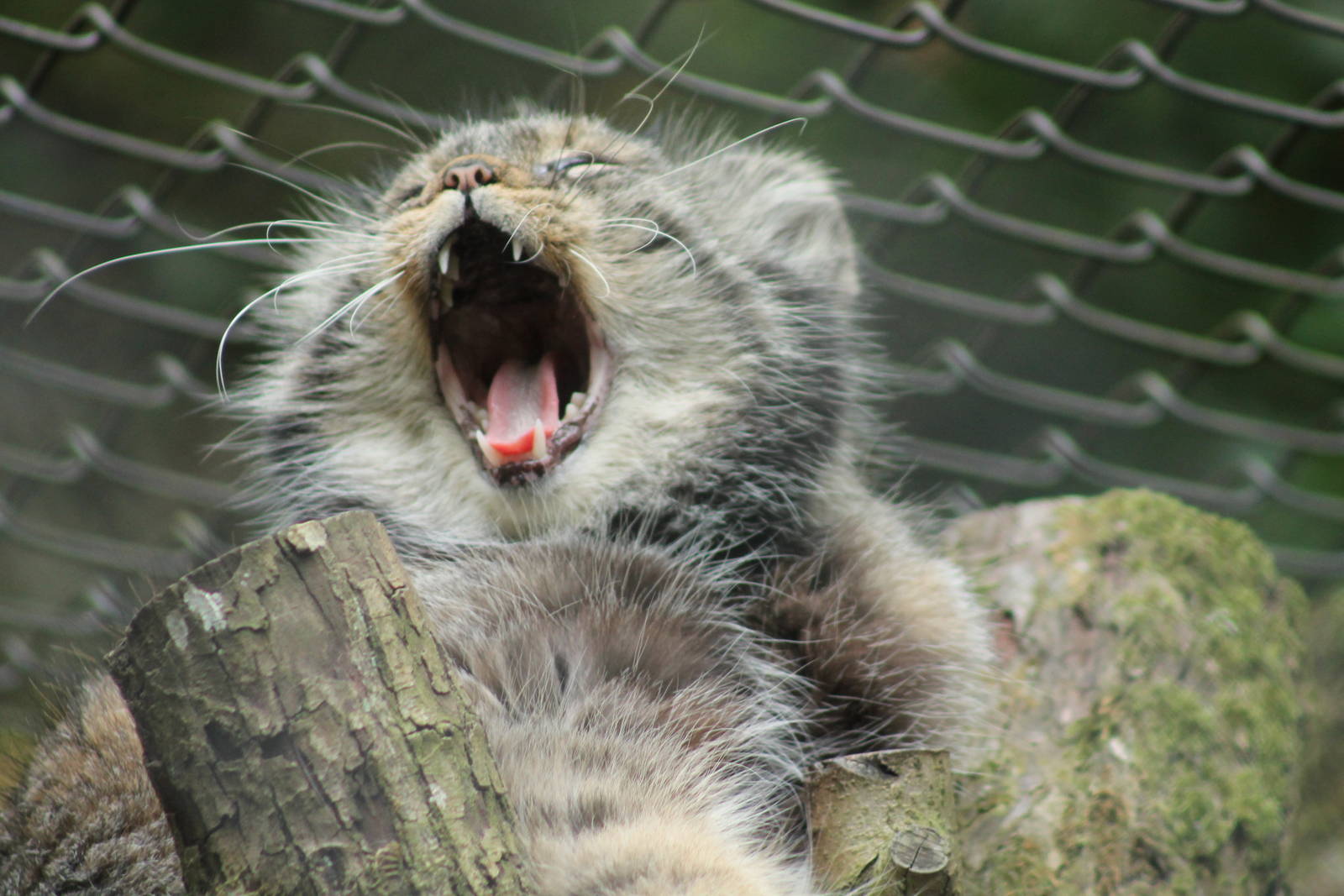 Pallas Cat - 16th September 2012