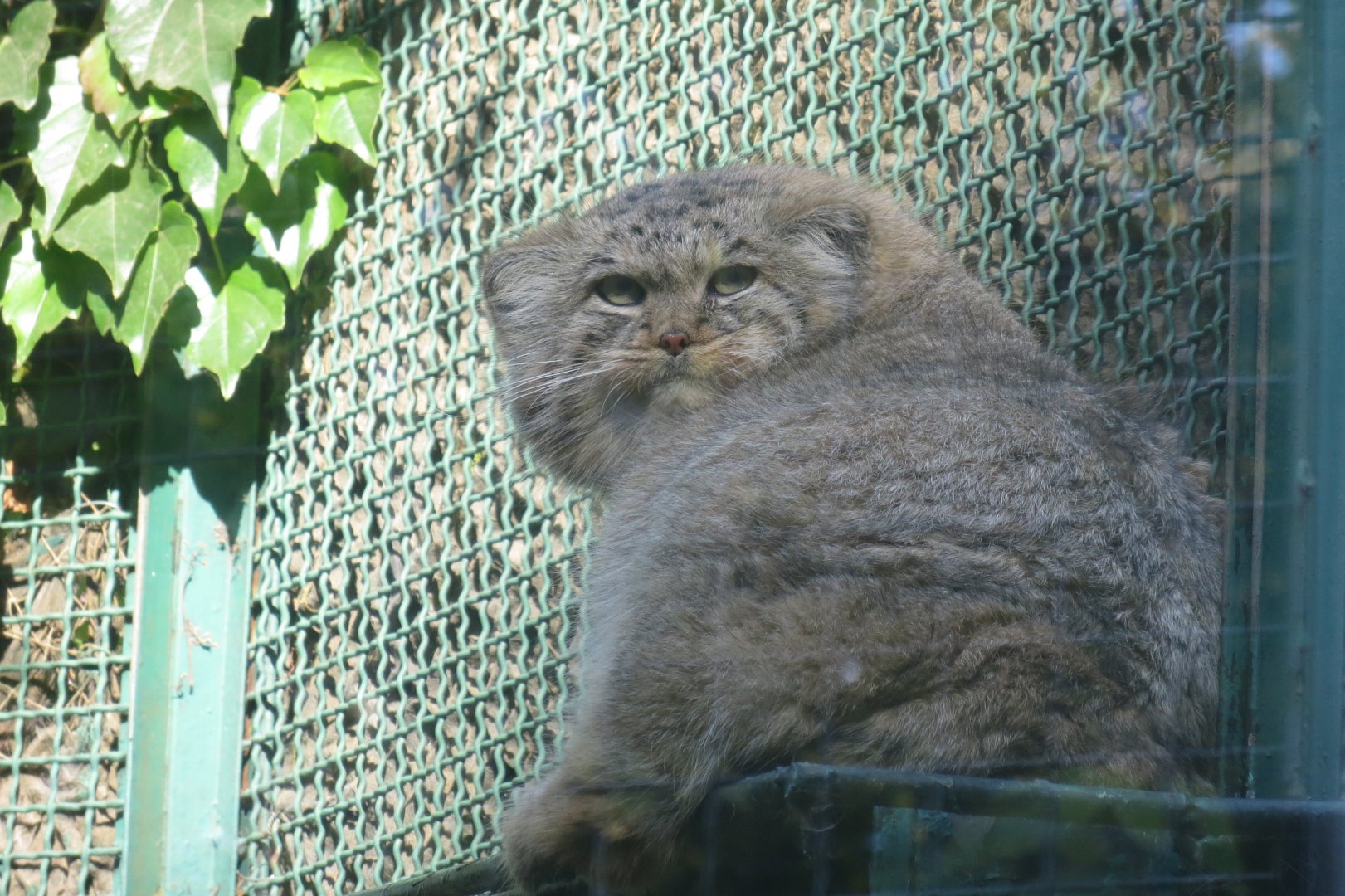 Pallas' cat 171018