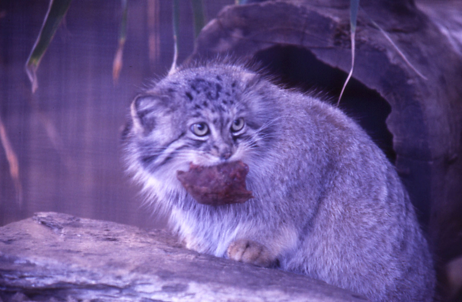 Pallas Cat, 1984