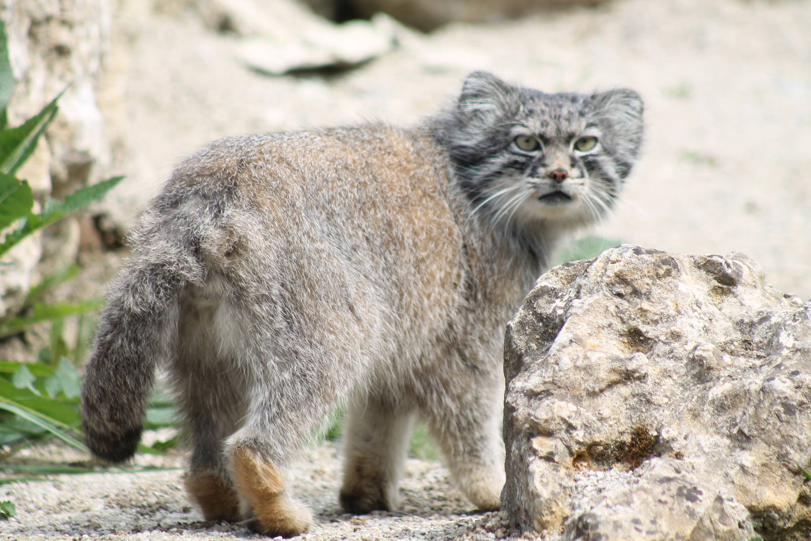 Pallas Cat - 1st June 2013