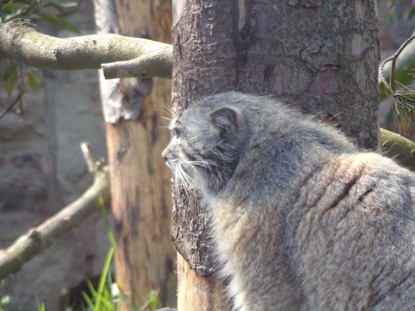 Pallas cat 20.4.25
