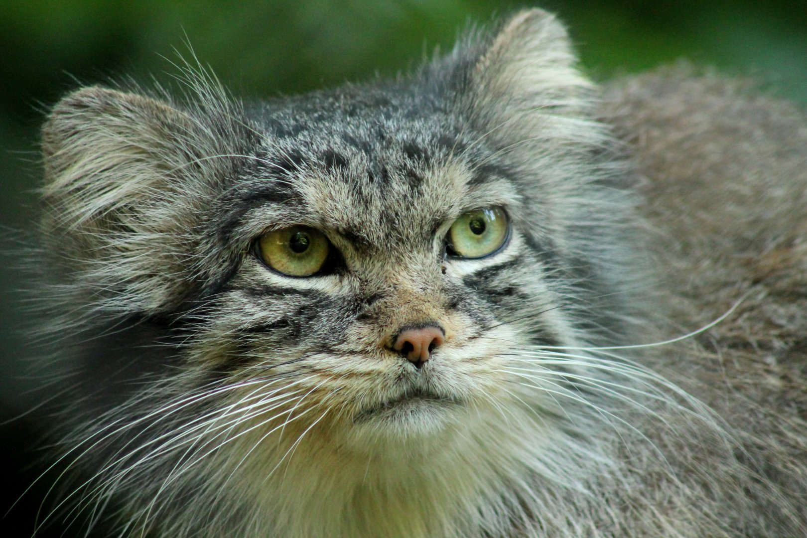Pallas Cat - 24th June