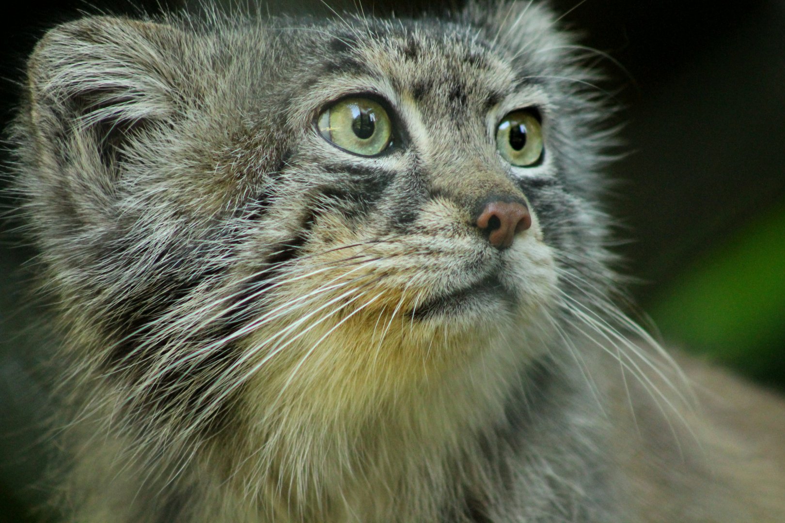 Pallas Cat - 24th June